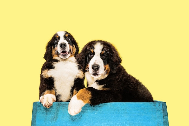 Studio shot of berner sennenhund puppies on yellow studio background