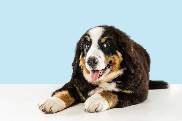 Studio shot of berner sennenhund puppy on blue studio background