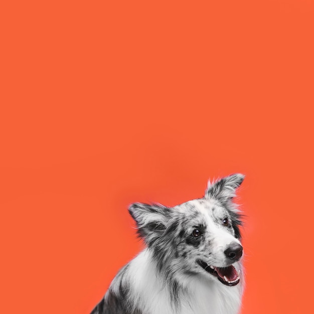 Studio shot of cute border collie dog