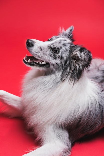 Free Photo studio shot of cute border collie dog