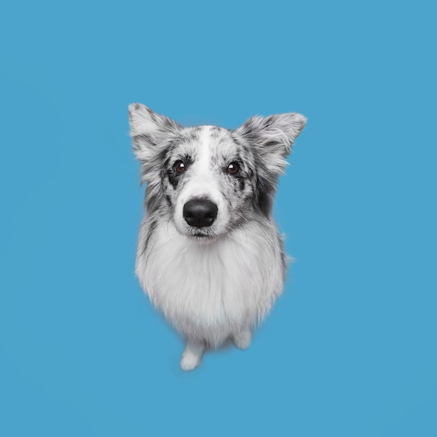 Studio shot of cute border collie dog