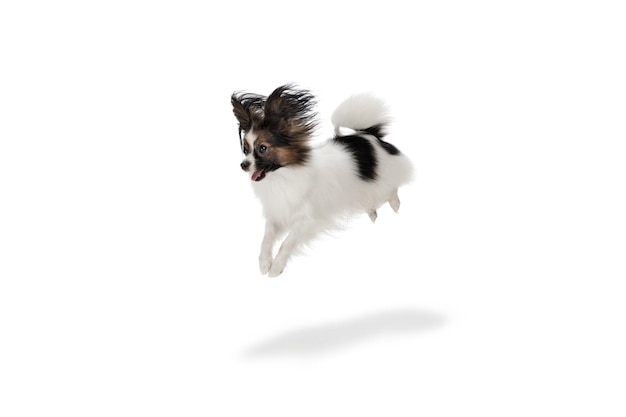 Studio shot of funny Papillon dog isolated on white