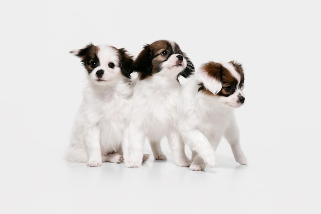 Studio shot of Papillon Fallen little dogs isolated on white studio