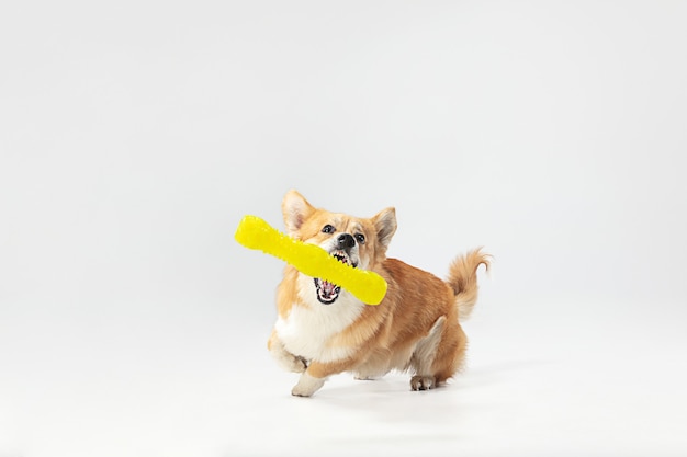 Studio shot of welsh corgi pembroke playing