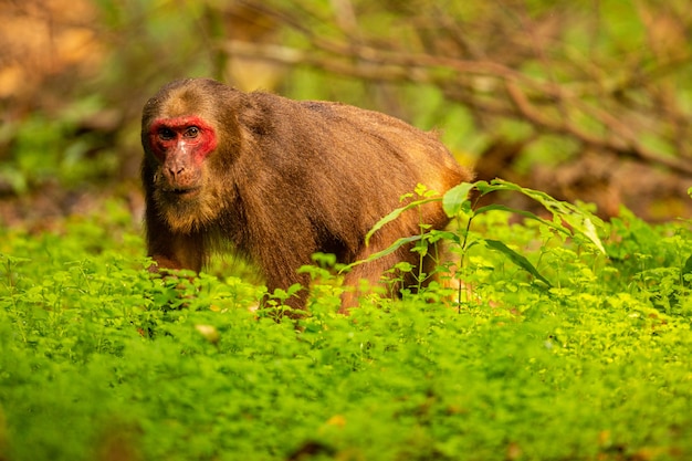 Stumptailed macaque with a red face in green junglewild monkey in the beautiful indian junglegibbon wildlife sanctuary in Indi