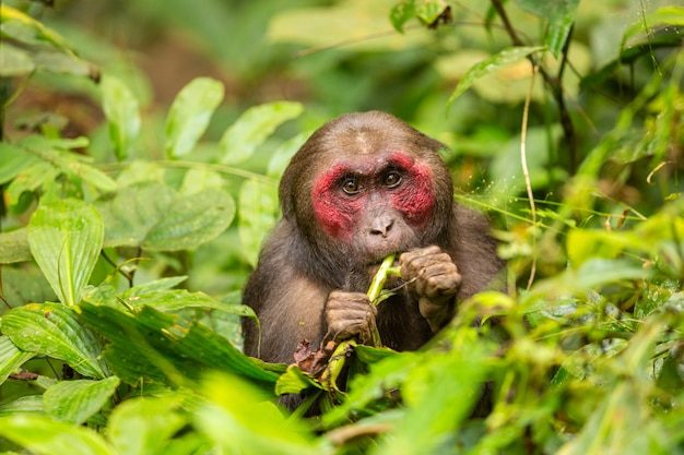 Stumptailed macaque with a red face in green junglewild monkey in the beautiful indian junglegibbon wildlife sanctuary in India