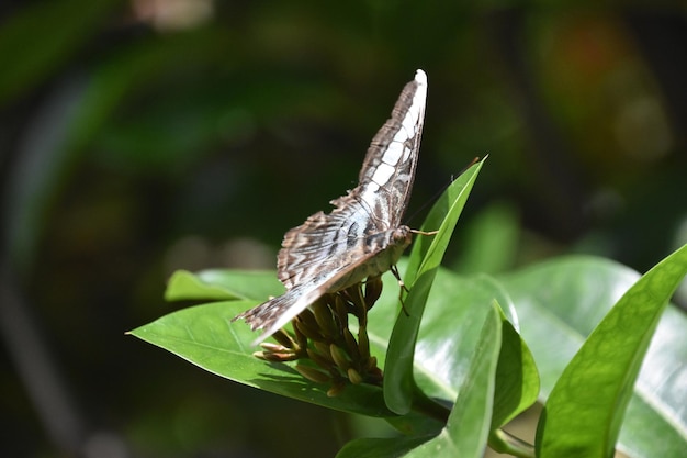 Stunning Close Up of a Brown White and Blue Butterfly