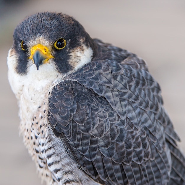 Stunning closeup shot of an eagle looking at the camera