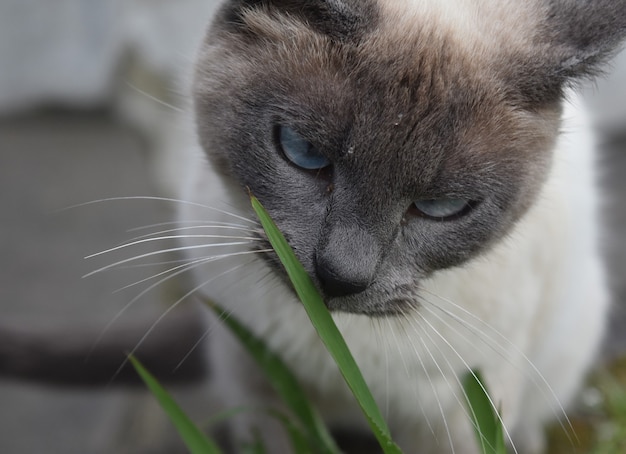 Stunning cream and gray siamese cat with pale blue eyes.