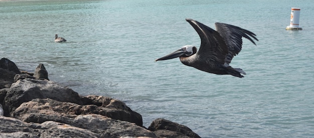 Free Photo stunning pelican in mid flight in aruba