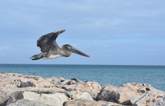 Stunning photo of a floating pelican in aruba