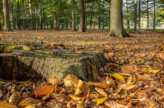 Free photo stunning shot of a forest covered in dry leaves surrounded by trees in the autumn season