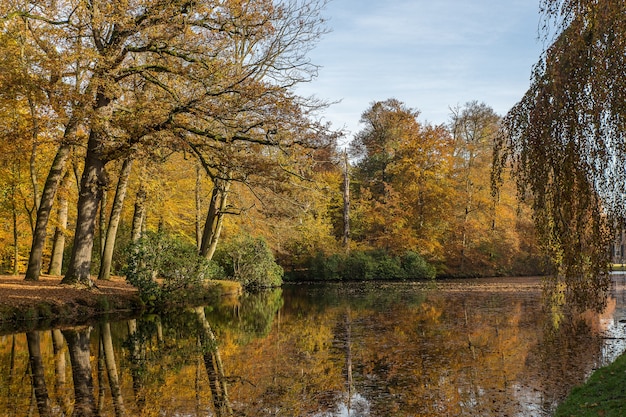 Stunning shot of a lake in the middle of a park full of trees