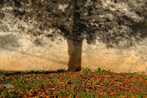 Free photo stunning shot of the shadow  of a tree on the wall of a building with dry leaves and grass around