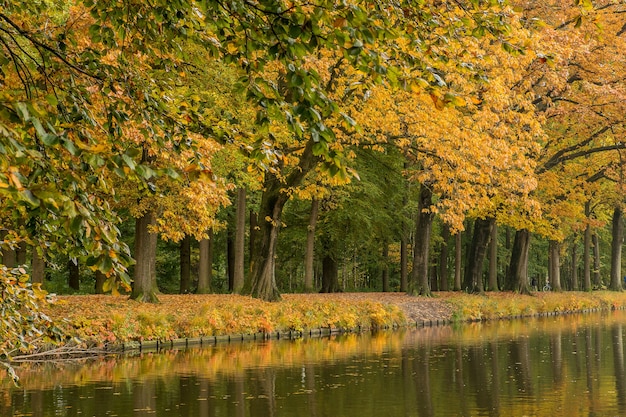 Free photo stunning view of a peaceful park with a lake and trees on a bright day