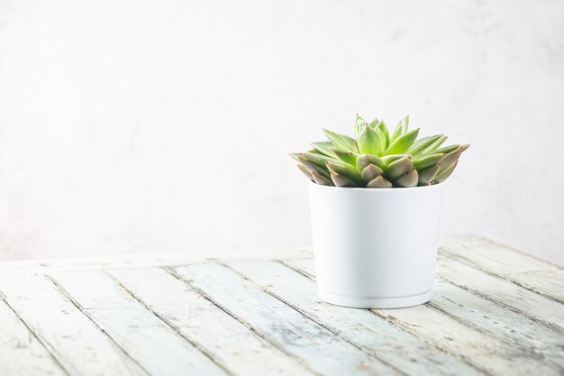 Succulent and cactus plants