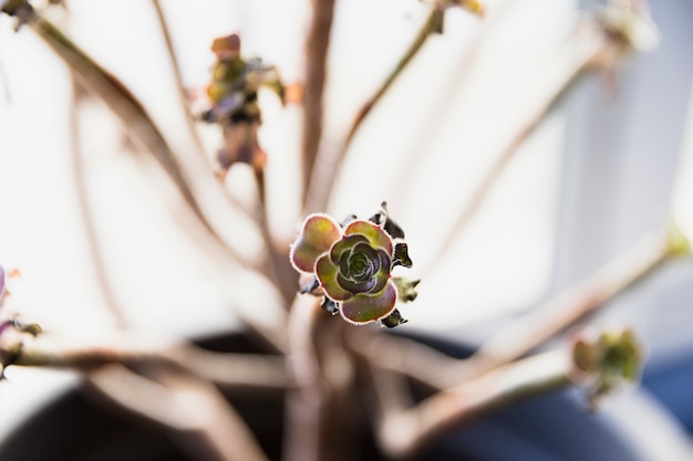 Free photo succulent office plant