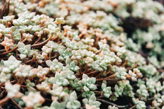 succulent plant closeup