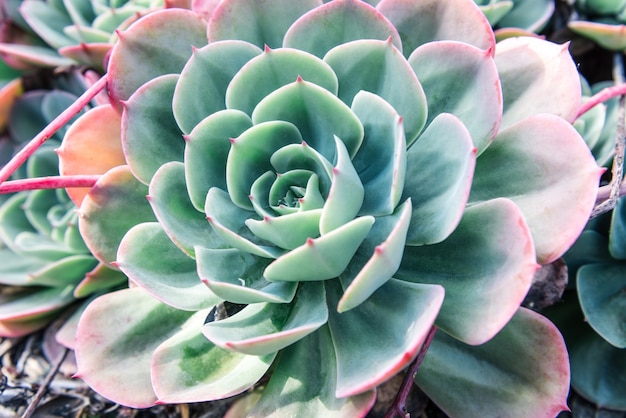 succulent plant closeup