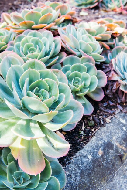 succulent plant closeup