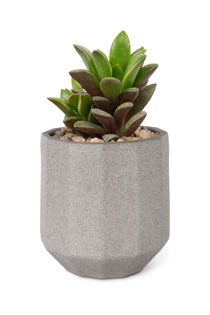 Succulent plant mockup in a small gray pot