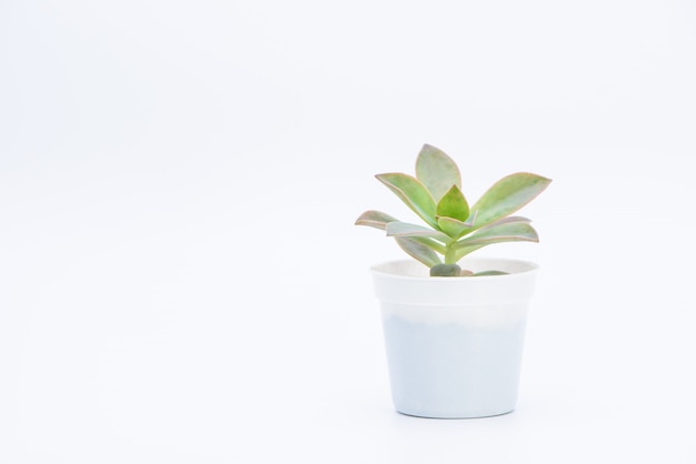 A succulent plant potted