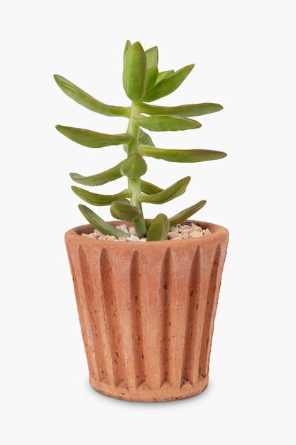 Succulent plant in a terracotta pot home decor object