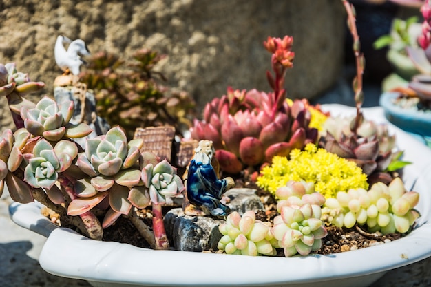 Free photo succulent