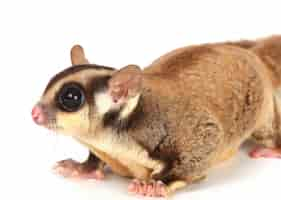 Free photo sugar glider