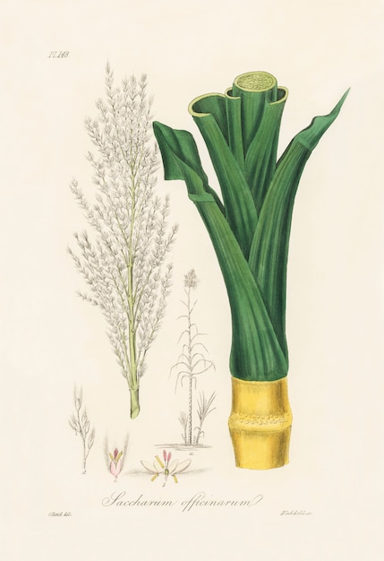 Sugarcane (Saccharum officnarum) illustration from Medical Botany (1836) 