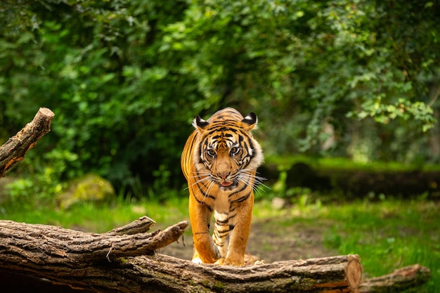 Free Photo sumatran tiger in nature looking habitat in zoo wild animals in captivity critically endangered species of the greatest feline