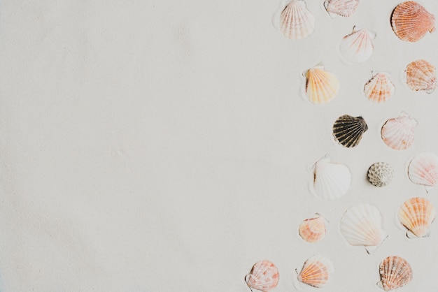 Free photo summer background with shells