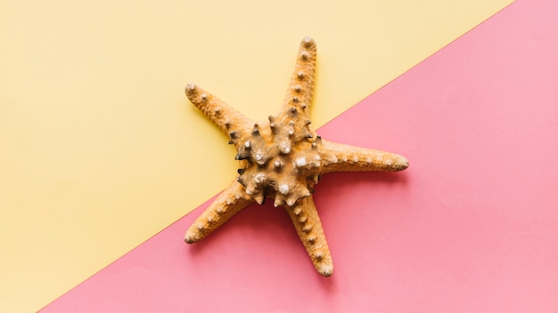 Summer background with starfish