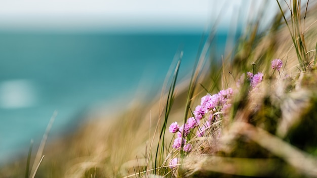 Free photo summer coastline of denmark