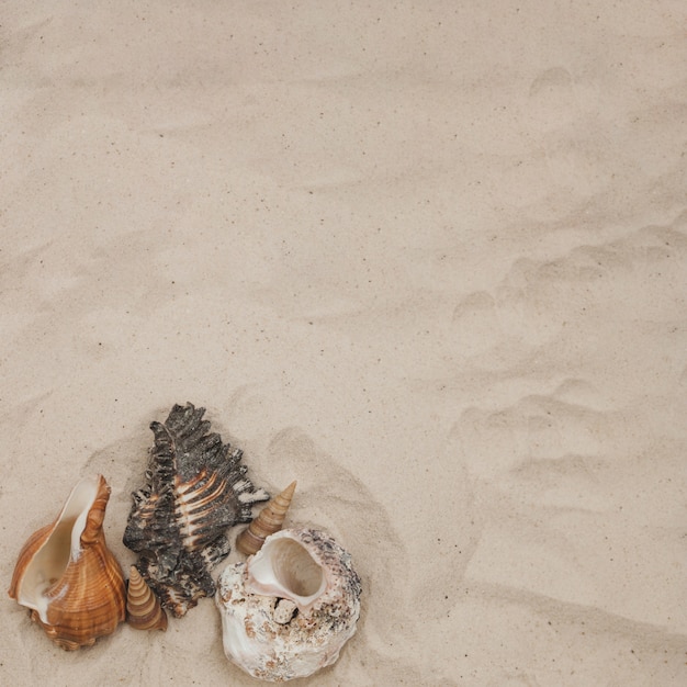 Free photo summer composition with seashells and sand