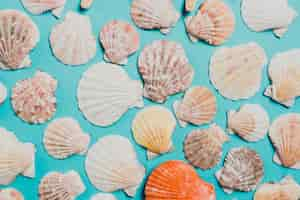 Free photo summer concept with shells