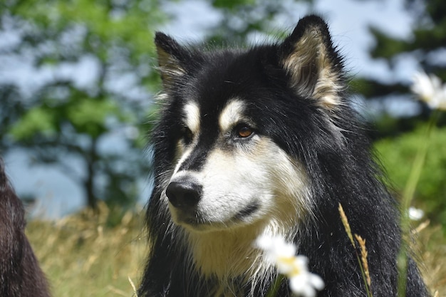 Free photo summer day with a husky dog up close and personal