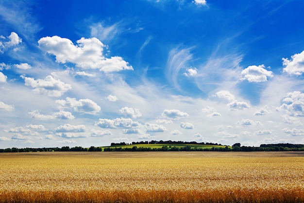 Summer field against the blue sky. Beautiful landscape.