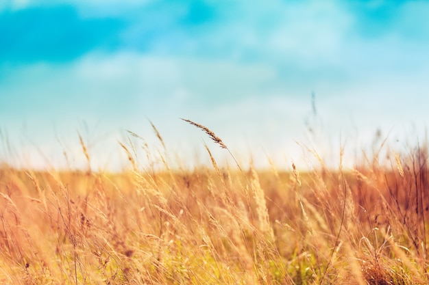 Summer grass in beautiful day