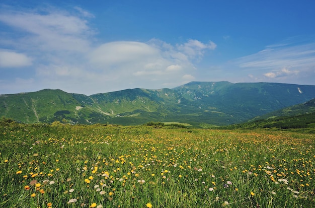 Summer landscape in mountains and the dark blue sky