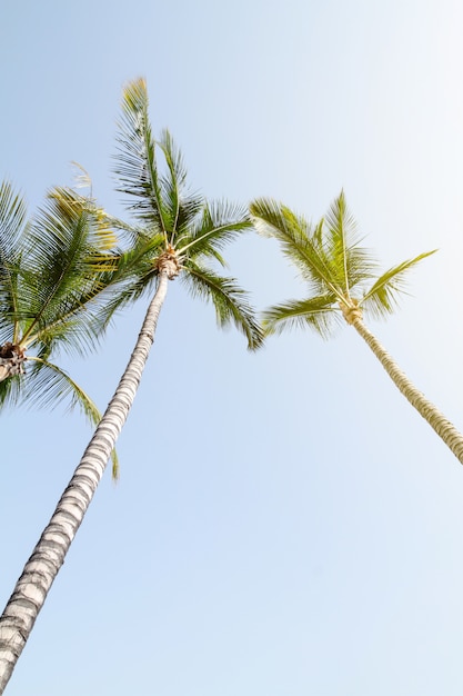 Summer Travel Vacation Concept. Beautiful Palms on Blue Sky Background. Toning.