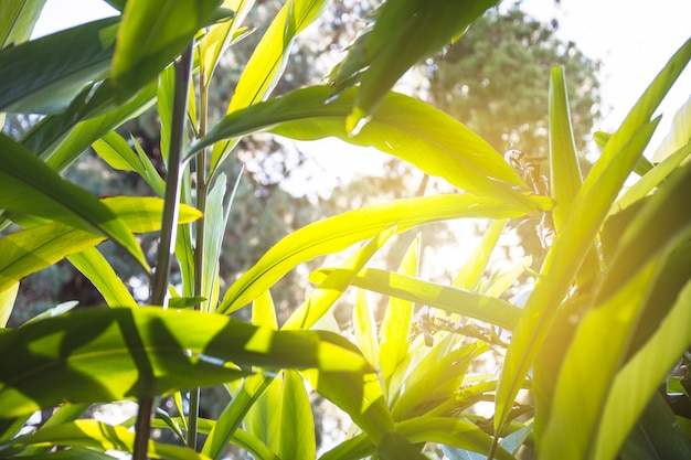 Sun beams on tropical plants