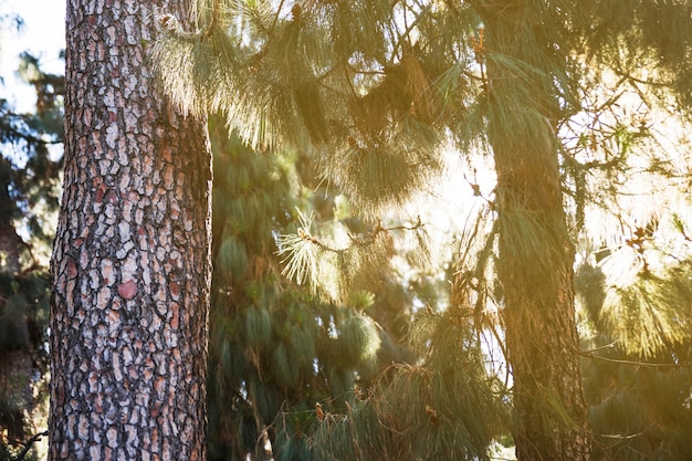 Sun in coniferous forest