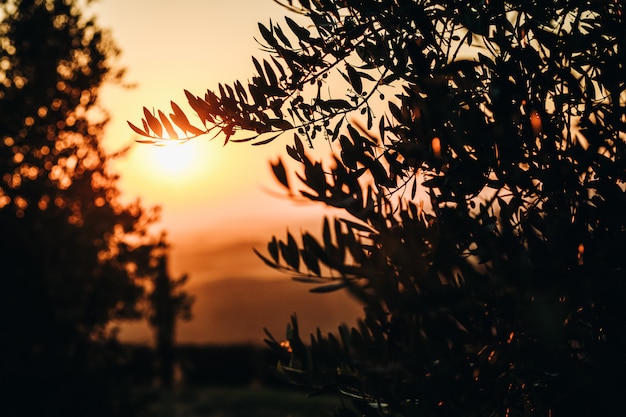 Sun goes down over the fields of Italian Tuscany