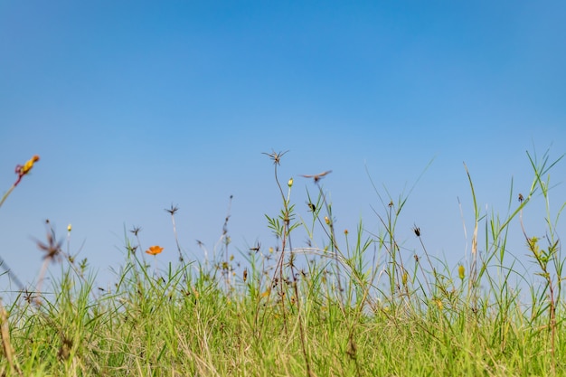 sun grass photography view nature