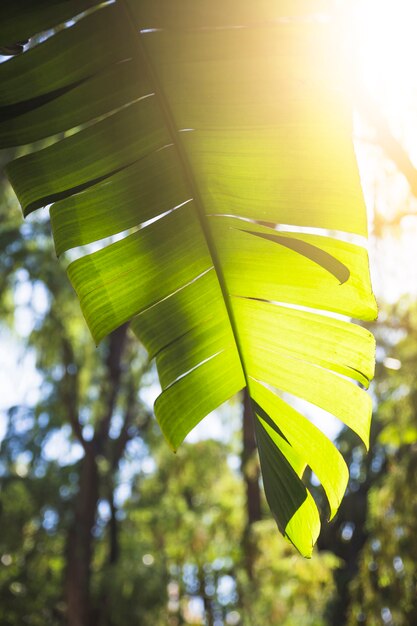 Sun lighting though plant leaf