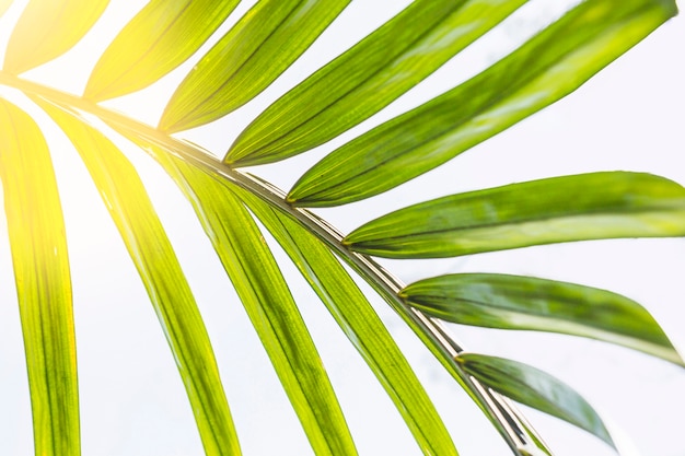 Free photo sun lighting through palm leaf