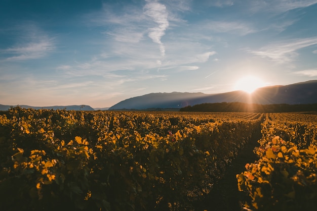 Free photo sun setting behind the mountains and covering the vineyard with the light