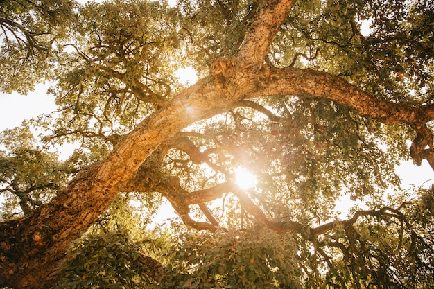 Sun shining through big tree