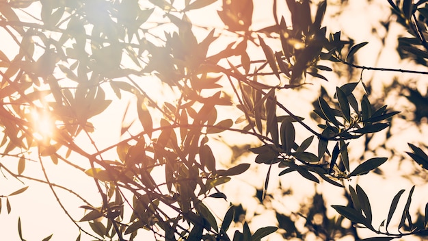 Free photo sun shining through branches of a trees in forest